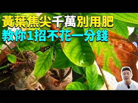 尖葉植物 風水|【尖葉植物 風水】尖葉植物放大招！10大開運化煞風水植物報到